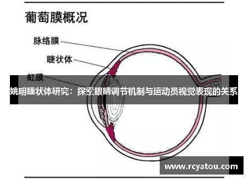 姚明睫状体研究：探索眼睛调节机制与运动员视觉表现的关系
